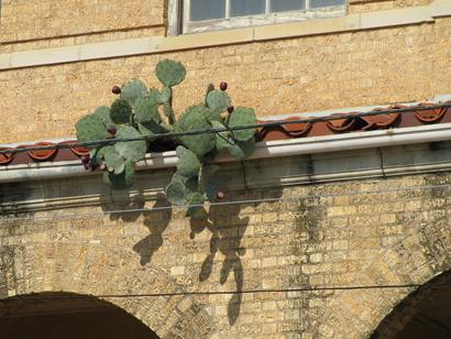 Cactus  grows on Baker Hotel, Mineral Wells TX