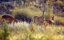 Deer, Palo Duro Lake, Texas