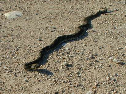 Rattle snake, Sweetwater, Texas