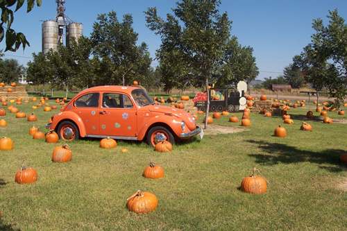 Chillicothe Texas Fall Pumpkin
