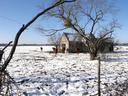 Christoval Texas - Feeding Time 