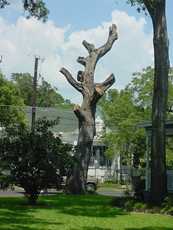 A topped oak tree