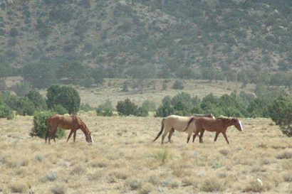 Wild horses grazing before reaching Kayenta