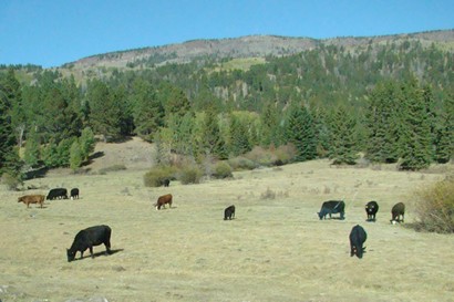 Utah Scenic Byway 12 - cattle grazing Boulder Mountain