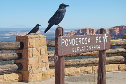 Utah Scenic Byway 12 - Ravens at Pondrosa Point