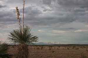Guadalupe Mountains & Yucca