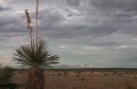 Yucca and West Texas plains